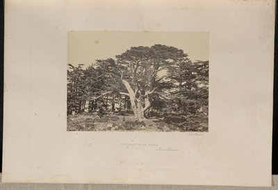O maior dos Cedros, o Monte Líbano de Francis Frith