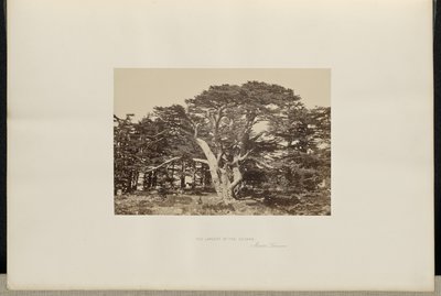 O maior dos Cedros, o Monte Líbano de Francis Frith