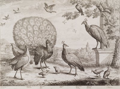 Grupo de pássaros com pavão (gravura) de Francis Place