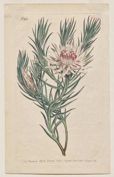 A Revista Botânica ou Jardim de Flores Exibido: Placa 933, Protea mucronifolia. Protea com Folhas de Adaga. [Protea odorata] de Francis Sansom