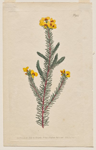 A Revista Botânica ou Jardim de Flores Exibido: Placa 944, Dillwynia glaberrima. Dillwynnia de folhas lisas. [Dillwynia ericifolia gaberrima] de Francis Sansom