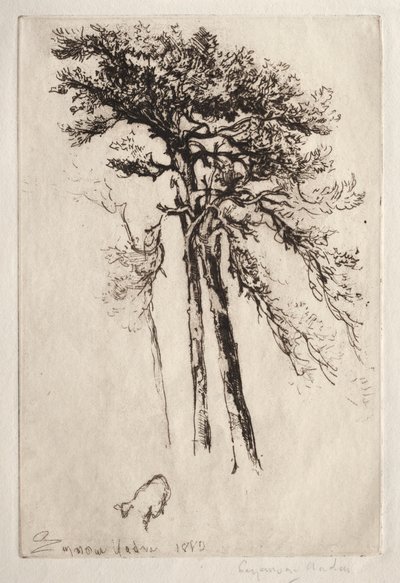 A última árvore de Francis Seymour Haden