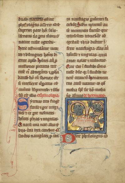 Um ouriço de um bestiário Sra. Ludwig XV 4, fol. 82, c.1280-1300 (têmpera, caneta e tinta, folha de ouro e tinta em pergaminho) de Franco Flemish School