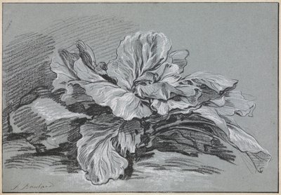 Estudo de um repolho de François Boucher