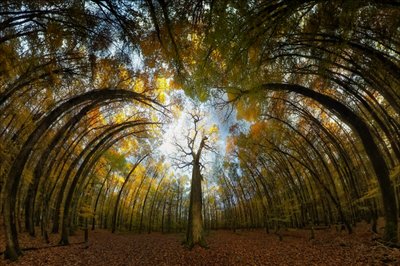 Túnel da Floresta de Outono de Francois Casanova