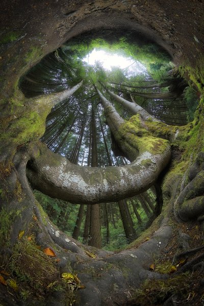 Raízes da Floresta Encantada de Francois Casanova