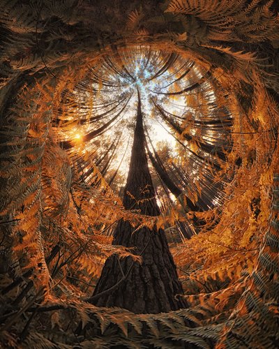 Copas das Árvores da Floresta Dourada de Francois Casanova