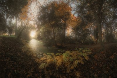 Caminho da Floresta Dourada de Francois Casanova
