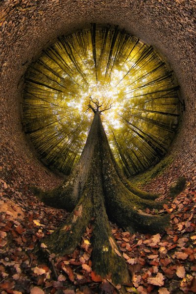 Olhando para a Floresta Dourada de Francois Casanova