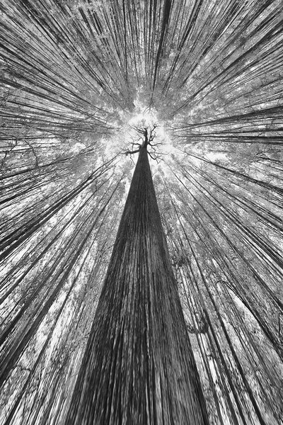 A imponente copa da floresta de Francois Casanova