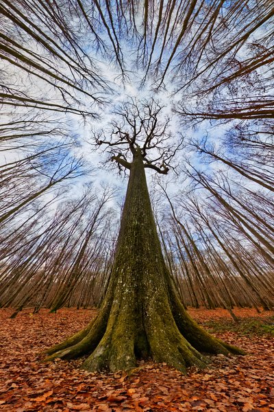 Gigante da Floresta Imponente de Francois Casanova