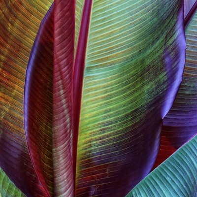 Folhas tropicais vibrantes de Francois Casanova