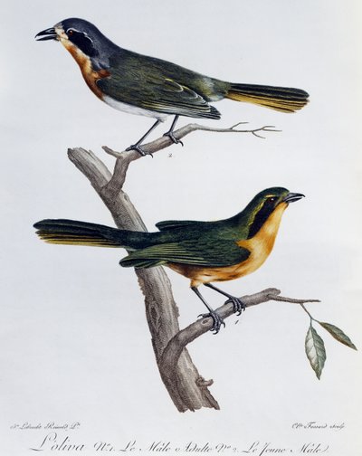 Macho e jovem adulto de Olive Bushshrike (Telophorus olivaceus), gravura da Histoire Naturelle des Oiseaux d