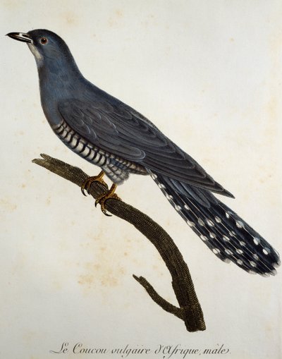 African Cuckoo (Cuculus gularis), gravura da Histoire Naturelle des Oiseaux d