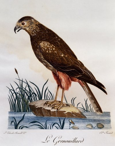 African Marsh Harrier (Circus ranivorus), gravura da Histoire Naturelle des Oiseaux d