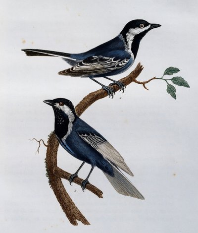 Título de cinza (Parus cinerascens), gravura da Histoire Naturelle des Oiseaux d