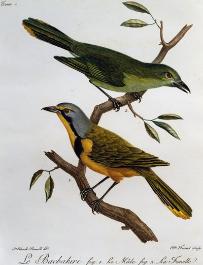 Bokmakierie Bushshrike (Telophorus zeylonus), gravura da Histoire Naturelle des Oiseaux d