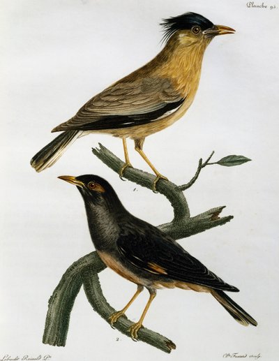 Brahminy Starling (Sturnus pagodarum) e, abaixo, Bank Myna (Acridotheres ginginianus), gravura da Histoire Naturelle des Oiseaux d