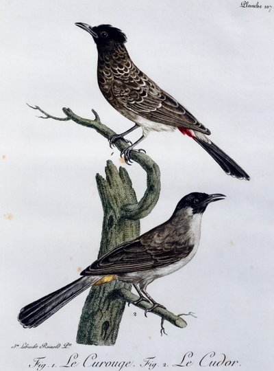 Cape Bulbul (Pycnonotus capensis) e, abaixo, Garden Bulbul (Pycnonotus barbatus), gravura do Histoire Naturelle des Oiseaux d