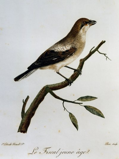 Gravura fiscal comum (Lanius collaris), da Histoire Naturelle des Oiseaux d
