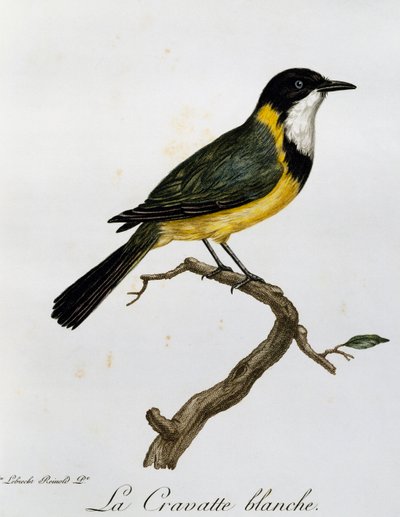 Whistler dourado (Pachycephala pectoralis), gravura da Histoire Naturelle des Oiseaux d