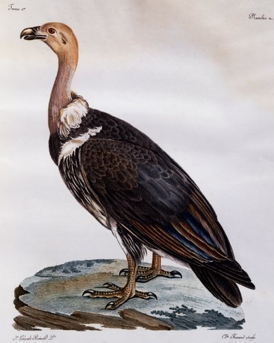 Cabo Griffon imaturo (coproteres ciganos), gravura da Histoire Naturelle des Oiseaux d