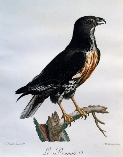 Jackal Buzzard (Buteo rufofuscus), gravura da Histoire Naturelle des Oiseaux d