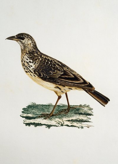 Lark de bico grande (Galerida magnirostris), gravura da Histoire Naturelle des Oiseaux d