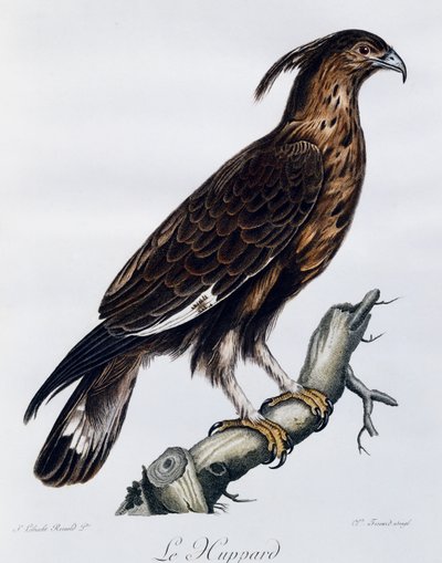 Águia de crista longa (Lophaetus occipitalis), gravura do Histoire Naturelle des Oiseaux d