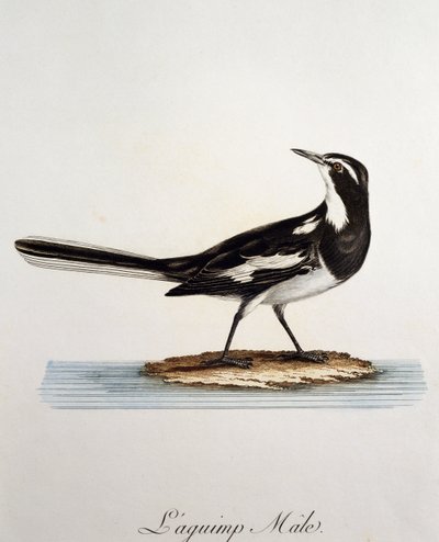 Motacilla aguimp, gravura da Histoire Naturelle des Oiseaux d