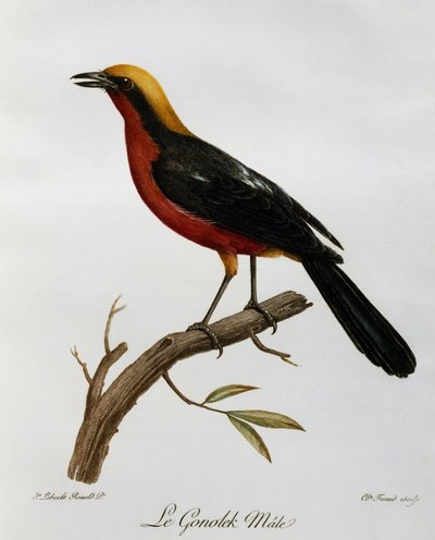 Gonolek comum masculino (Laniarius barbarus), gravura da Histoire Naturelle des Oiseaux d
