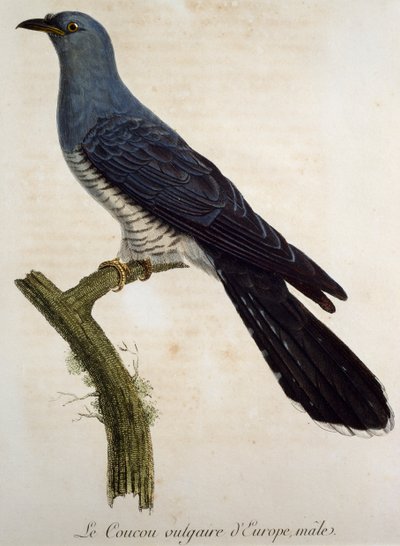 Cuco macho eurasiático (Cuculus canorus), gravura da Histoire Naturelle des Oiseaux d