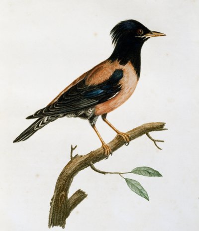 Estorninho Rosado Masculino (Sturnus roseus), gravura da Histoire Naturelle des Oiseaux d
