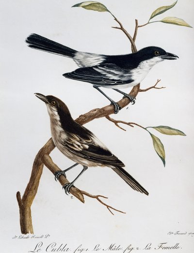 Macho e fêmea de Black-backed Puffback (Dryoscopus cubla), gravura do Histoire Naturelle des Oiseaux d