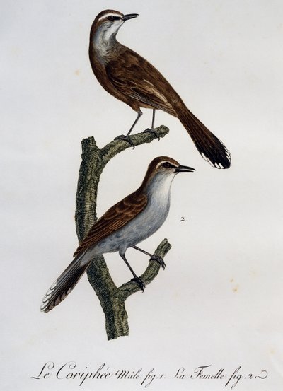 Macho e fêmea de Karoo Scrub-Robin (Cercotrichas coryphoeus), gravura da Histoire Naturelle des Oiseaux d