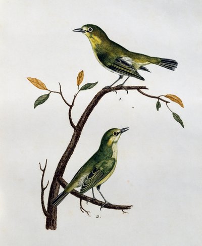 Macho e fêmea de Olho Branco Pálido (Zosterops pallidus), gravura da Histoire Naturelle des Oiseaux d
