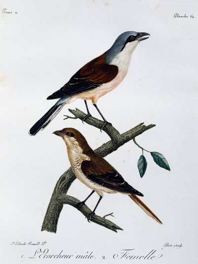 Macho e fêmea do Shrike (Lanius collurio), gravura do Histoire Naturelle des Oiseaux d