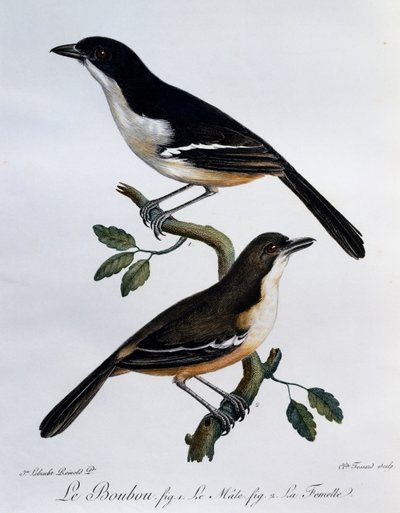 Macho e fêmea de Boubou do Sul (Laniarius ferrugineus), gravura do Histoire Naturelle des Oiseaux d