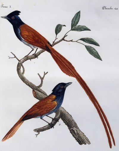 Macho e fêmea de Muscicapa striata, gravura do Histoire Naturelle des Oiseaux d