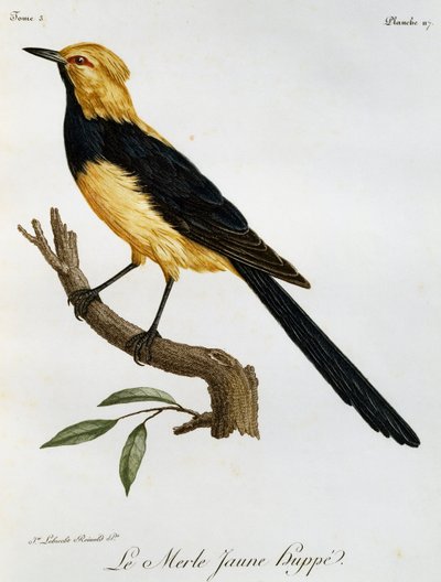 Cauda de Andorinha Amarela, gravura da Histoire Naturelle des Oiseaux d