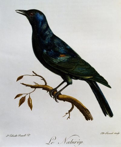 Starling (Onychognathus nabouroup) de asa-pálida, gravura da Histoire Naturelle des Oiseaux d