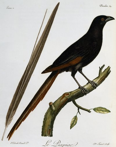 Piapiac (Ptilostomus afer), gravura da Histoire Naturelle des Oiseaux d