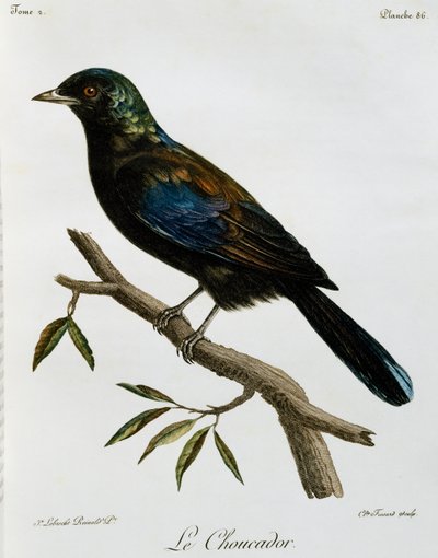 Principe Glossy-Starling (Lamprotornis ornatus), gravura da Histoire Naturelle des Oiseaux d