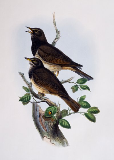 Lamprotornis nitens, gravura da Histoire Naturelle des Oiseaux d
