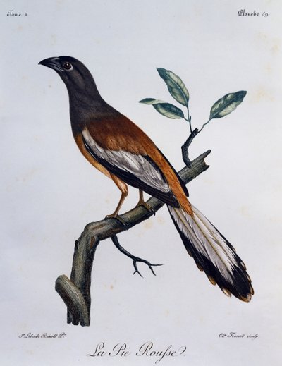 Rufous Treepie (Dendrocitta vagabunda), gravura da Histoire Naturelle des Oiseaux d