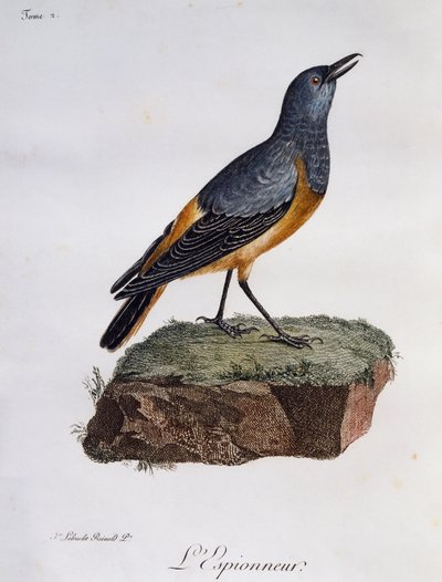 Sentinel rock Thrush (Monticola explorator), gravura da Histoire Naturelle des Oiseaux d