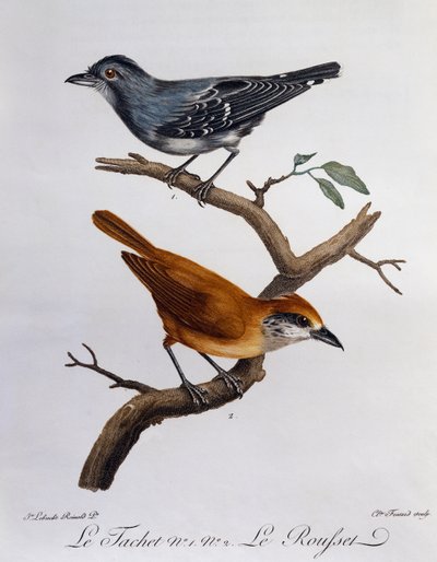 Tachet e, abaixo, Rousset, gravura da Histoire Naturelle des Oiseaux d