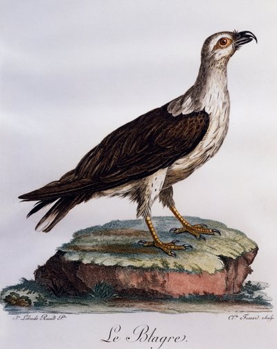 Águia-peixe de barriga branca (Haliaeetus leucogaster), gravura do Histoire Naturelle des Oiseaux d
