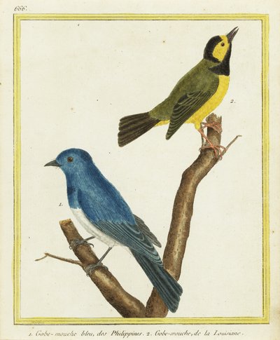 Monarca de forma negra, Hipothymis azurea 1, e Toutinegra de capuz, Setophaga citrina 2 de Francois Nicolas Martinet