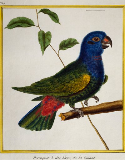 Papagaio de cabeça azul (Pionus menstruus), da Histoire naturelle des oiseaux de Francois Nicolas Martinet
